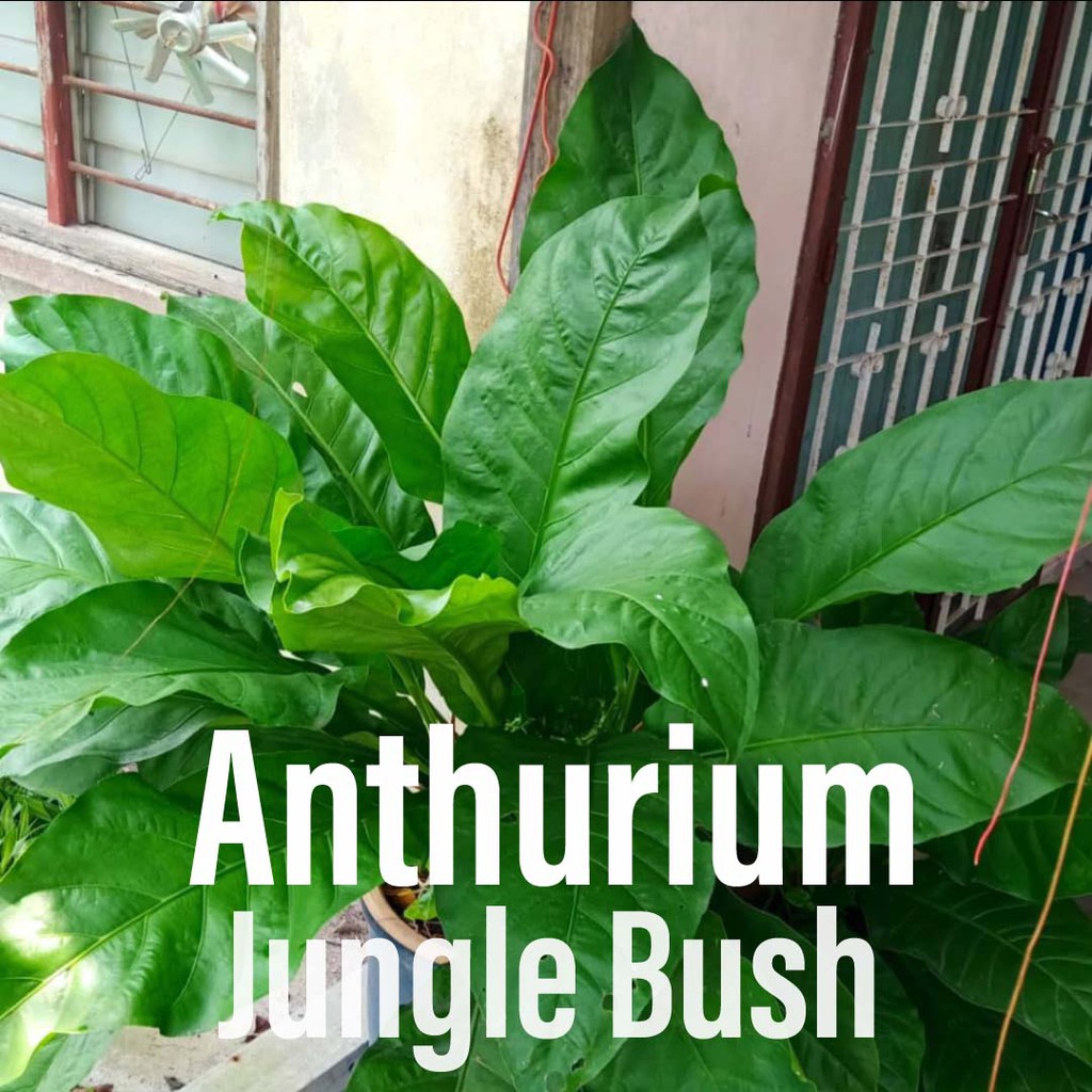 China Tropical Feel Jungle Bush Single Pieces Hanging Indoor Artificial Boston Fern House Plant China Artificial Fern And Boston Fern Plant Price