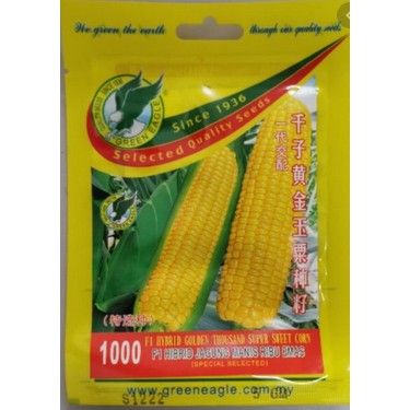 1000 F1 Hybris Golden Thousand Super Sweet Corn (Jagung Manis Ribu Emas)