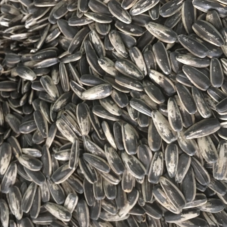 Wholesale Salted Sunflower Seeds Kuaci Bunga Matahari Original Flavour 2kg Shopee Malaysia