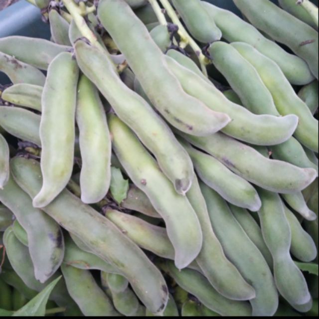 Biji benih kacang itik kacang sebelanga Shopee Malaysia Biji benih kacang itik kacang sebelanga Shopee Malaysia