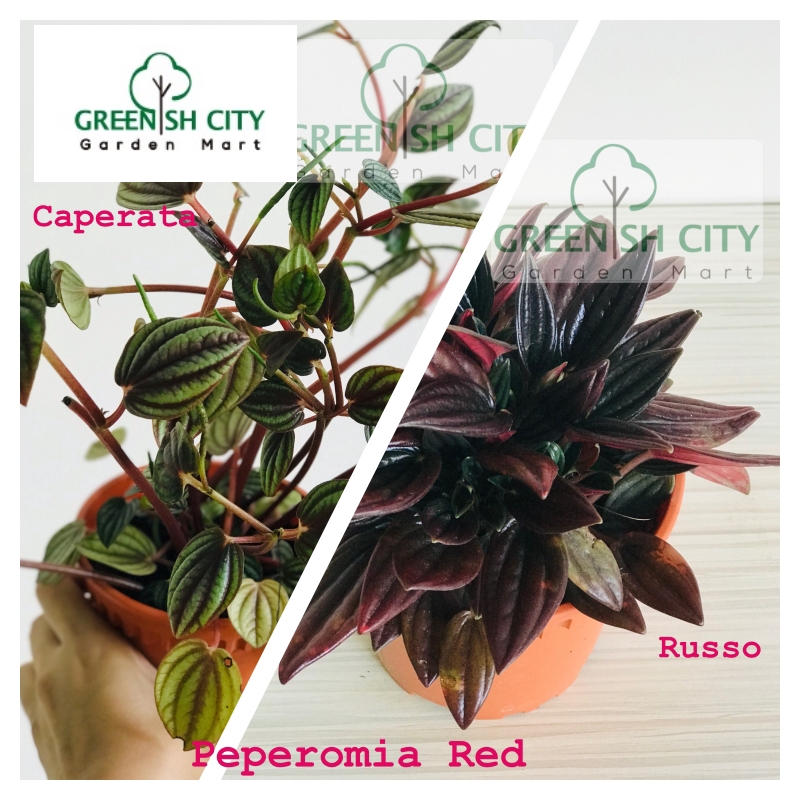 Gnc Home Garden Live Plant Peperomia Red Rosso Caperata Plant