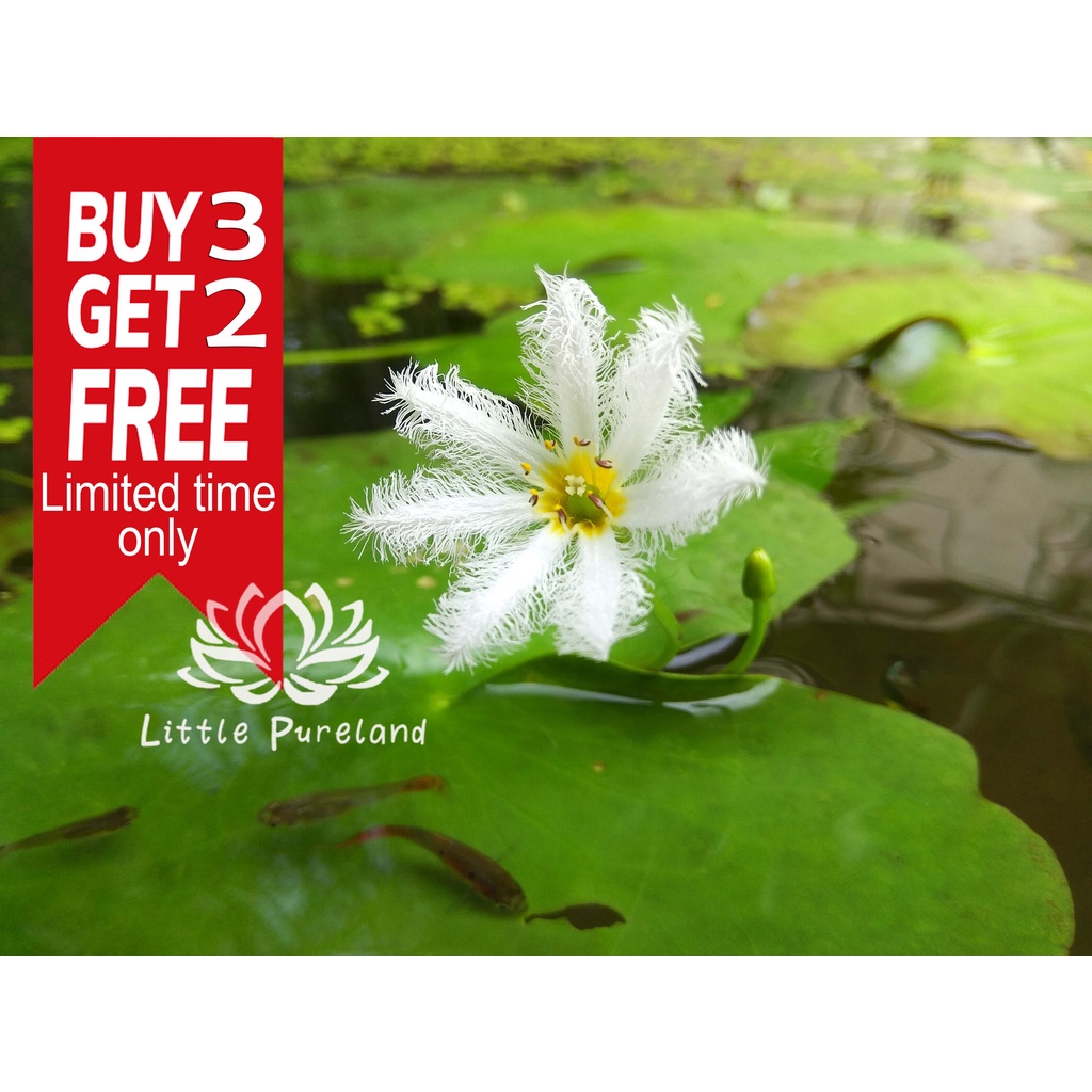 【BUY 3 FREE 2/BUY 10 FREE 10】Bunga tetepok Water snowflake plant