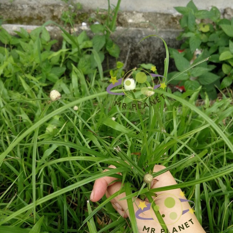 Buy Rumput helikopter rumput pendul rumput mata lalat rumput 