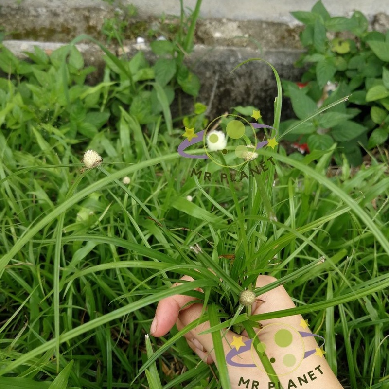 Buy Rumput helikopter rumput pendul rumput mata lalat rumput 