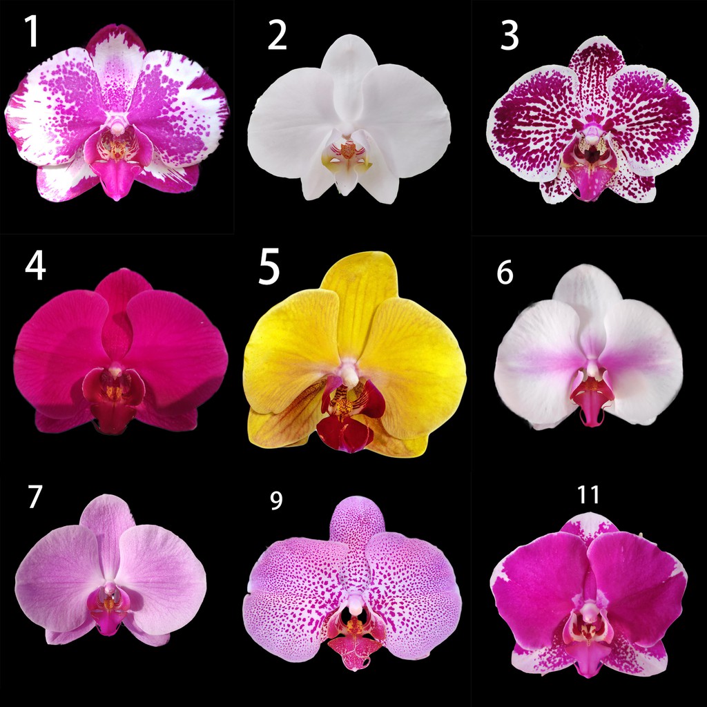 Phalaenopsis Orchid Moth Orchid 蝴蝶兰 13 Colour Variation To Choose No Flower By Ls Group Shopee Malaysia