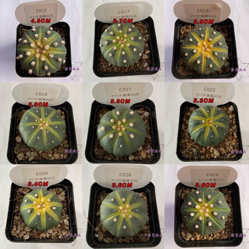 Buy Variegated Watermelon Astrophytum Asterias Succulent 药锦西瓜多肉星兜仙人球星兜 Seetracker Malaysia