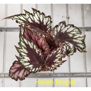 ?【UnclePot】Cameron Begonia Leaf Series Large 秋海棠(Real Plant) Pokok Asam  Batu (chosen) (Indoor Plant) (Live Plant) | Shopee Malaysia