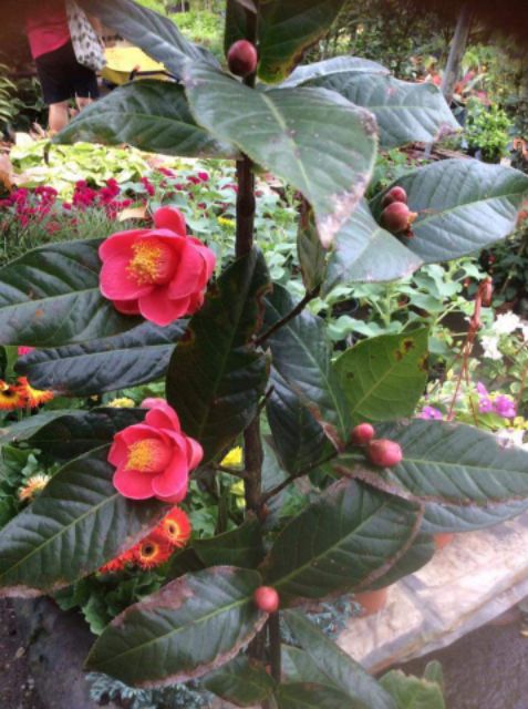 Pokok Bunga Tropical Camelia Shopee Malaysia