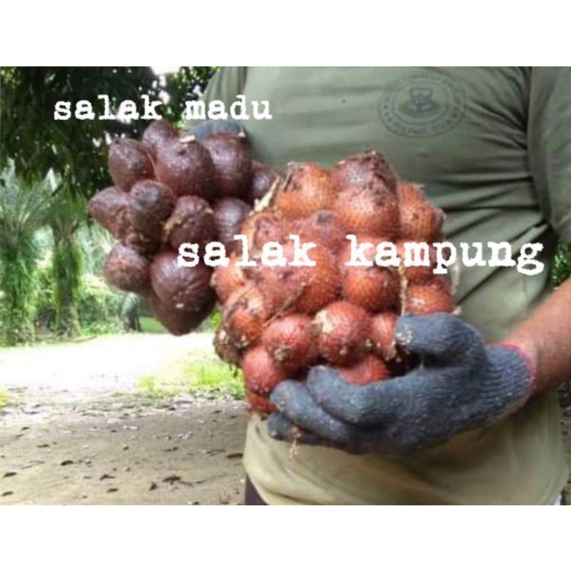 Buy Buah Salak Madu Salak Kampung Masam Manis Fresh Dari Kelantan Seetracker Malaysia