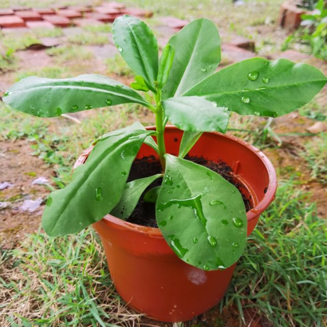 Pokok Herba Som Jawa Ginseng Jawa Kelesom Shopee Malaysia