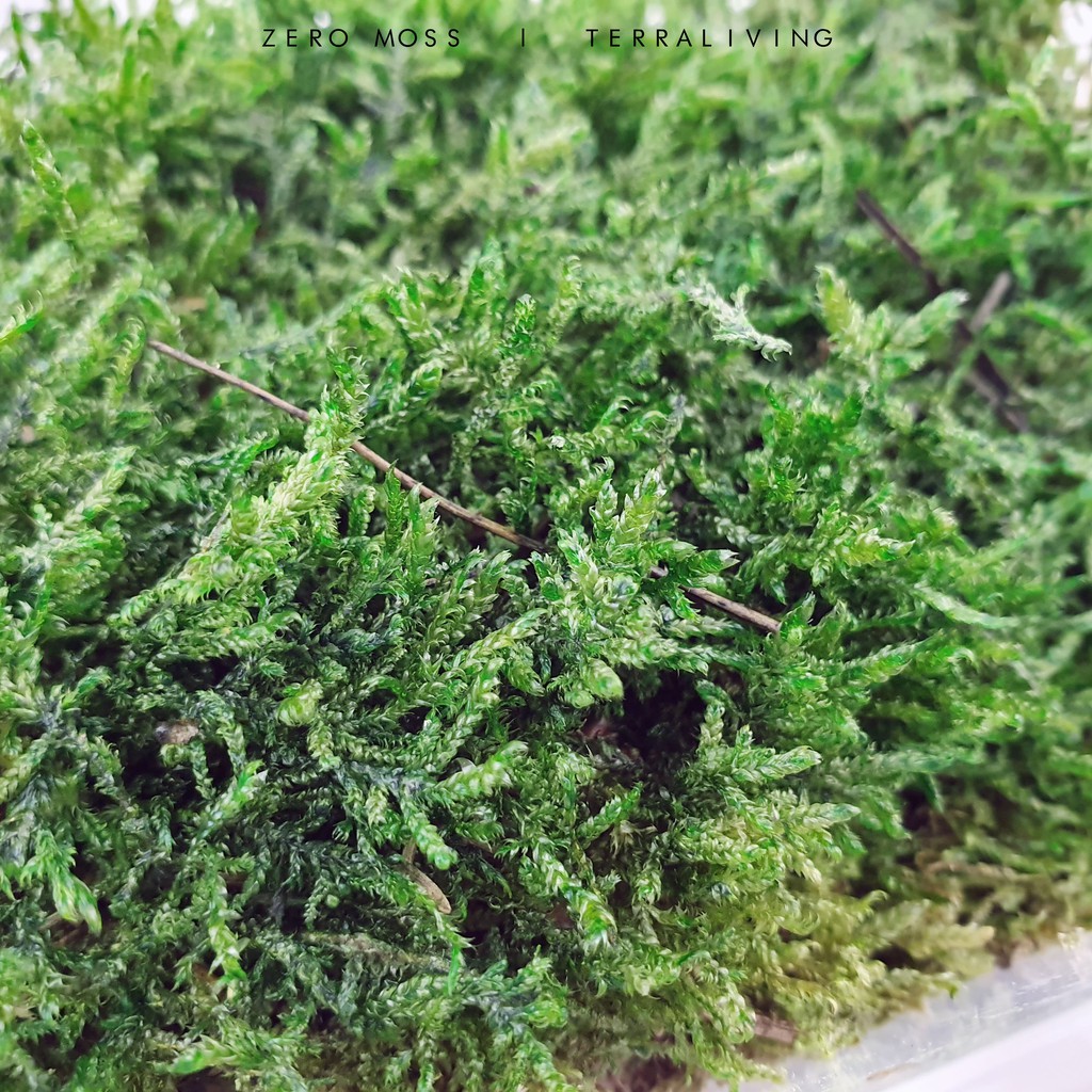 Carpet Moss Scientific Name Carpet Vidalondon