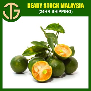 Buy Anak Pokok Limau Kerbau Limau Untuk Ubat Seetracker Malaysia