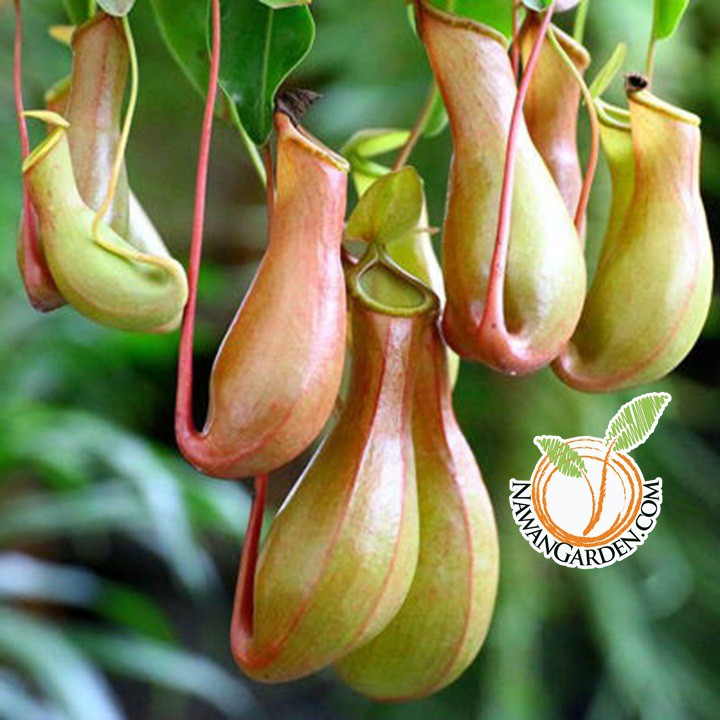 [Special] Asian Pitcher Plant 猪笼草 /Live EXOTIC Plant with