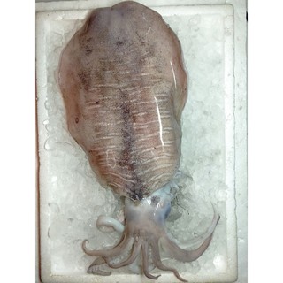 Fresh Cuttlefish Sotong Katak Per Kg Shopee Malaysia