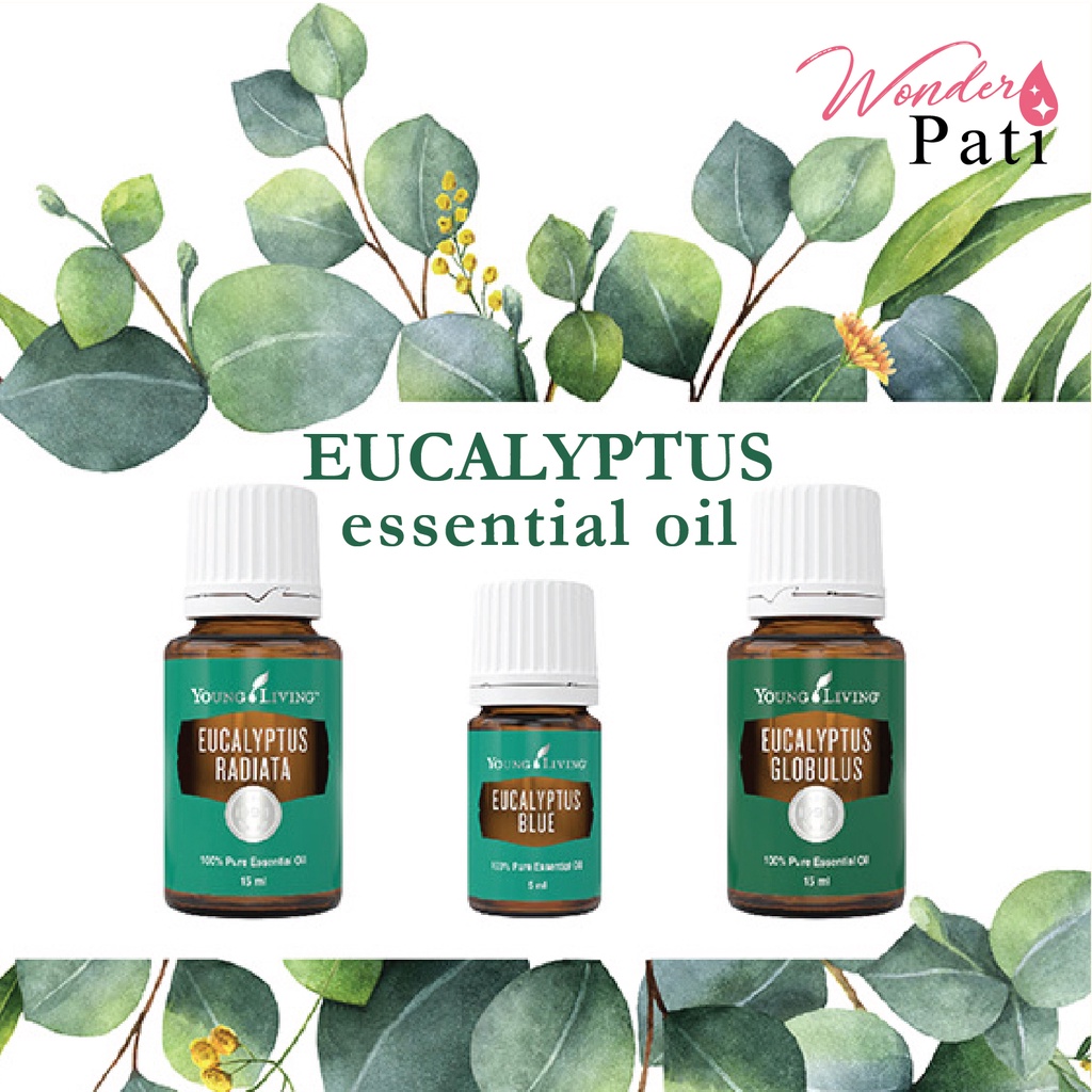 ORIGINAL Young Living Eucalyptus Essential Oil (VALUE PACK) Globulus