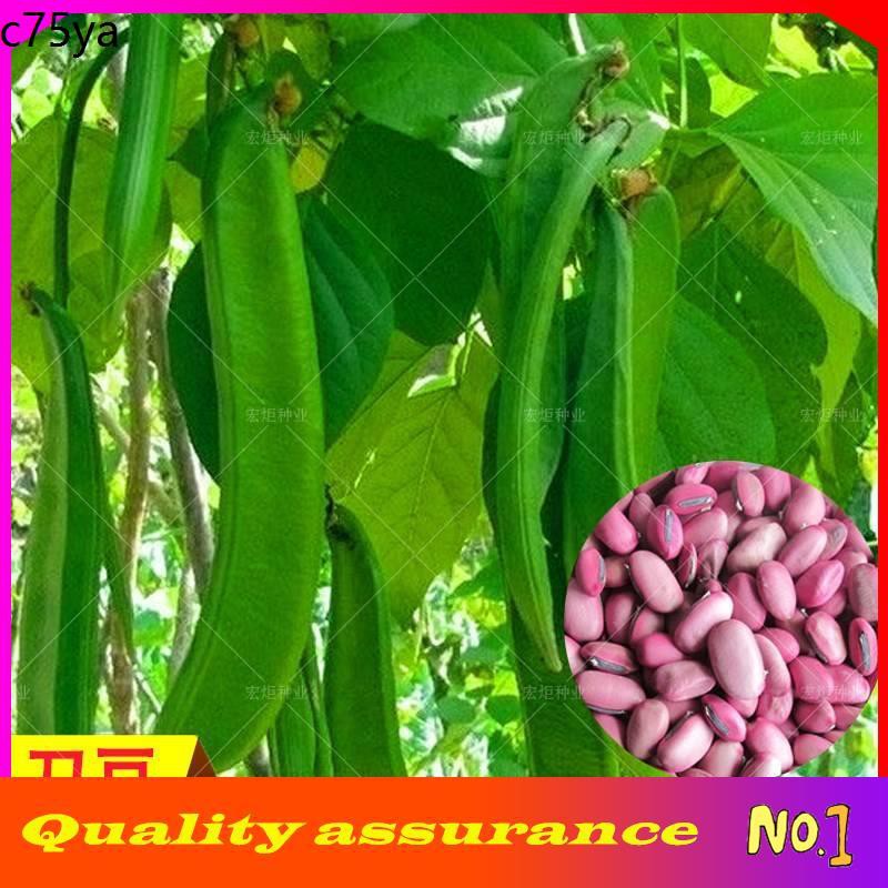 seeds plant vegetables Biji benih biji benih sayur sayuran seeds plant vegetables Biji benih biji benih sayur sayuran