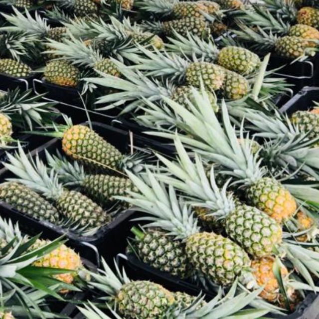 Goldpine Premium MD2 Pineapple 12Kg