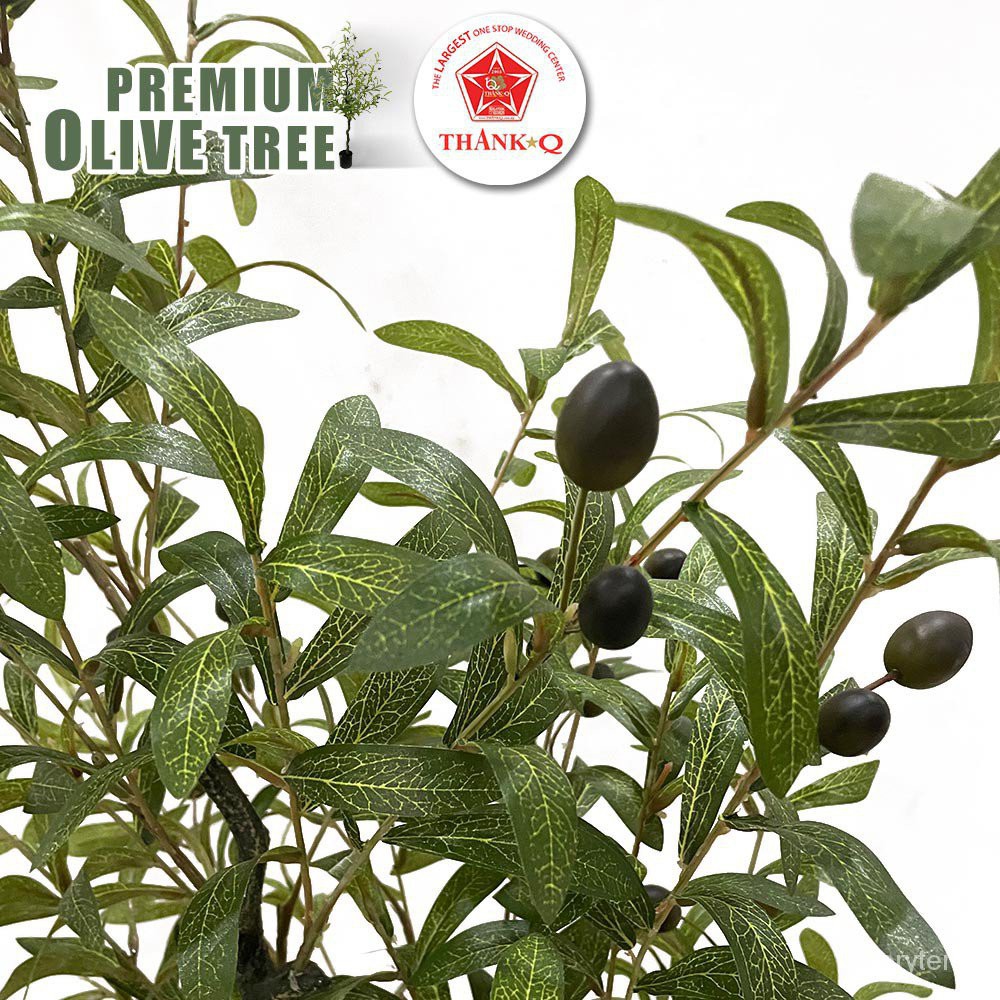 Pokok Viral Premium Olive Tree Eucalyptus Tree Ready Stock F0yw Shopee Malaysia