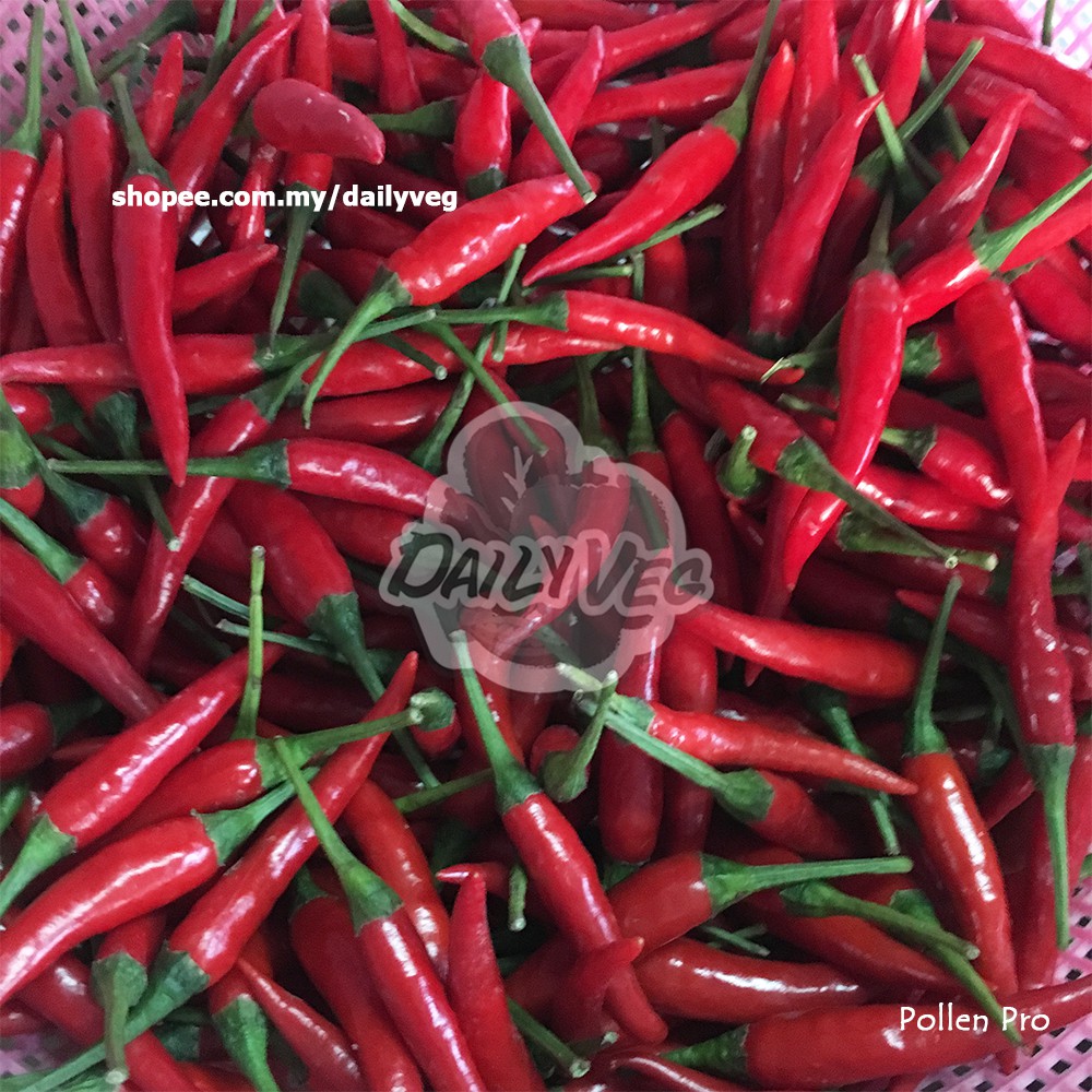 Chili Seed Vietnam 25 Seeds 越南小辣椒种子 Biji Benih Cili Padi Vietnam Shopee Malaysia