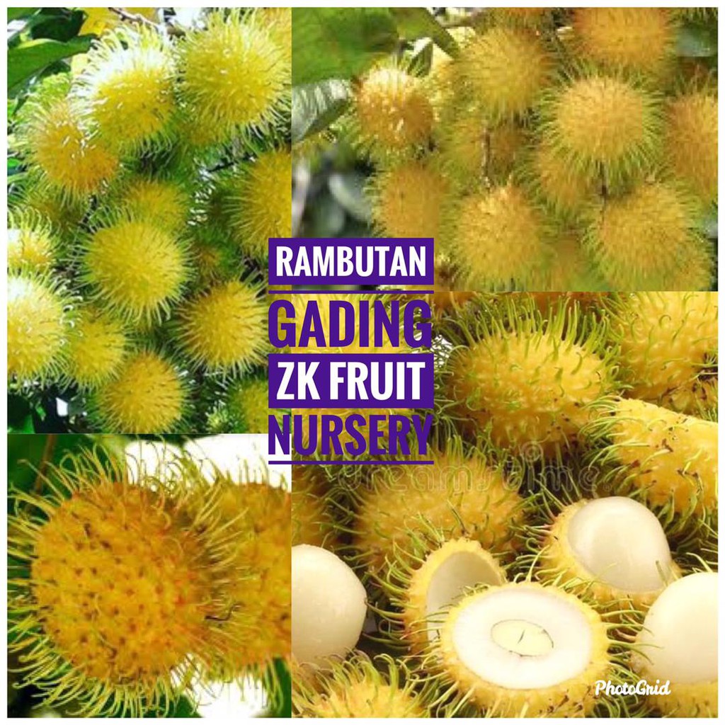 Anak pokok rambutan gading | Shopee Malaysia