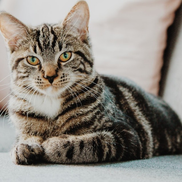 Harga Borong~~Makanan Kucing Murah!!~~1KG  Shopee Malaysia