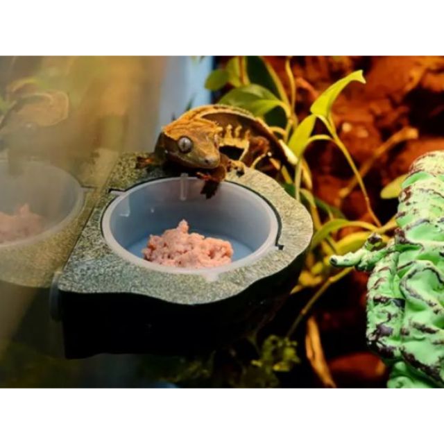 gecko food dish