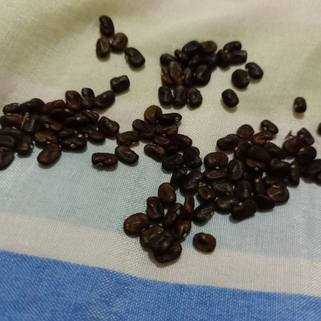 蝶豆花种子粒 Seed Clitoria Ternatea pcs蓝豆 蓝花 Shopee Malaysia
