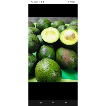 BUAH FRESH AVOKADO INDONESIA ????
