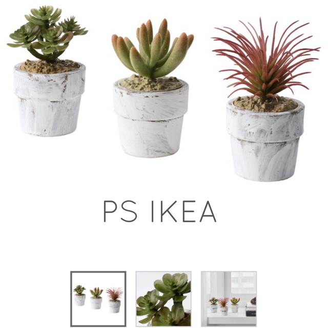 Ily Tiny Ikea Cacti Sukkulenty Zelenyj Rasteniya