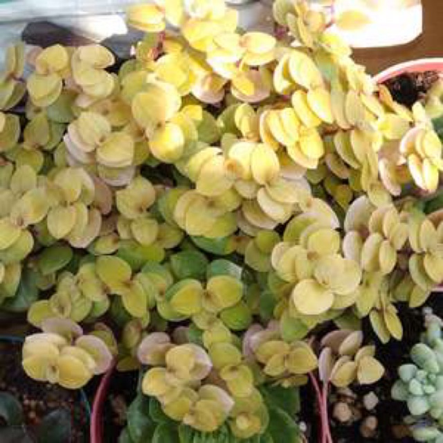 Succulent 多肉 黄金怡心草tradescantia Sp 5 5cm Pot Shopee Malaysia