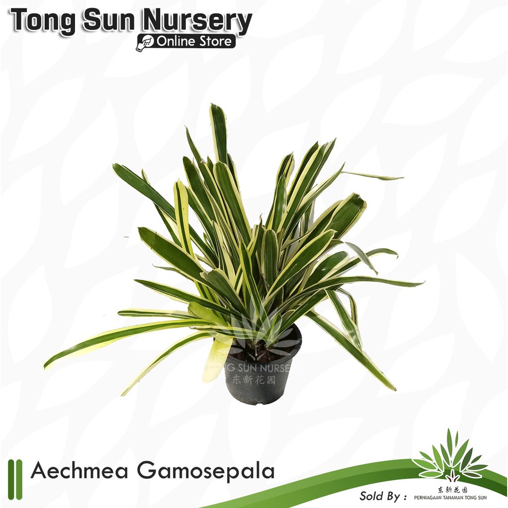TSN Aechmea Gamosepala Pokok Hiasan Bunga Hiasan Pokok Hiasan Dalam