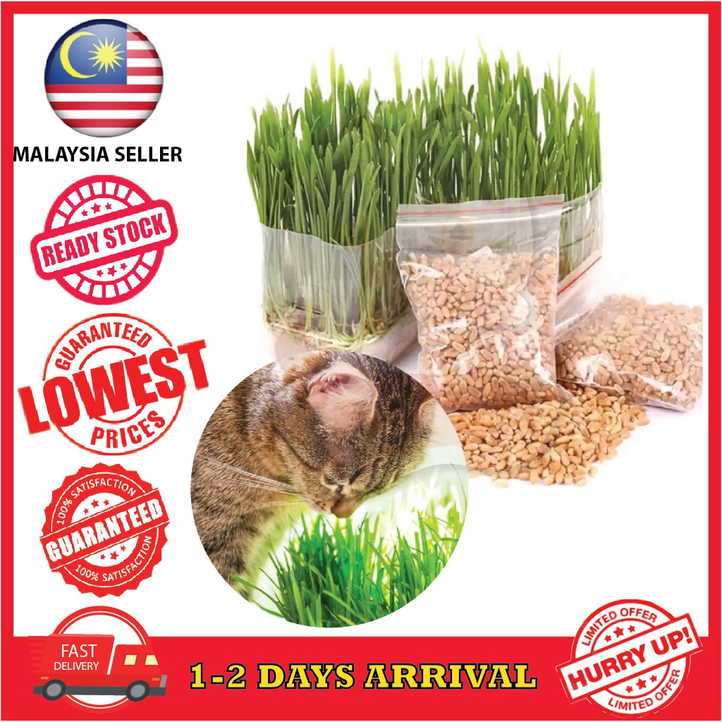 PANAS GILER!! - DJDANCHEF: Rumput Untuk Kucing Cat Grass (biji 