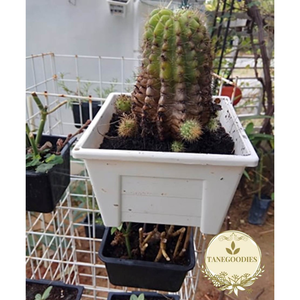 White Hanging Pot Vertical Wall Pasu Gantung Dinding Putih White Hanging Pot Vertical Wall Pasu Gantung Dinding Putih