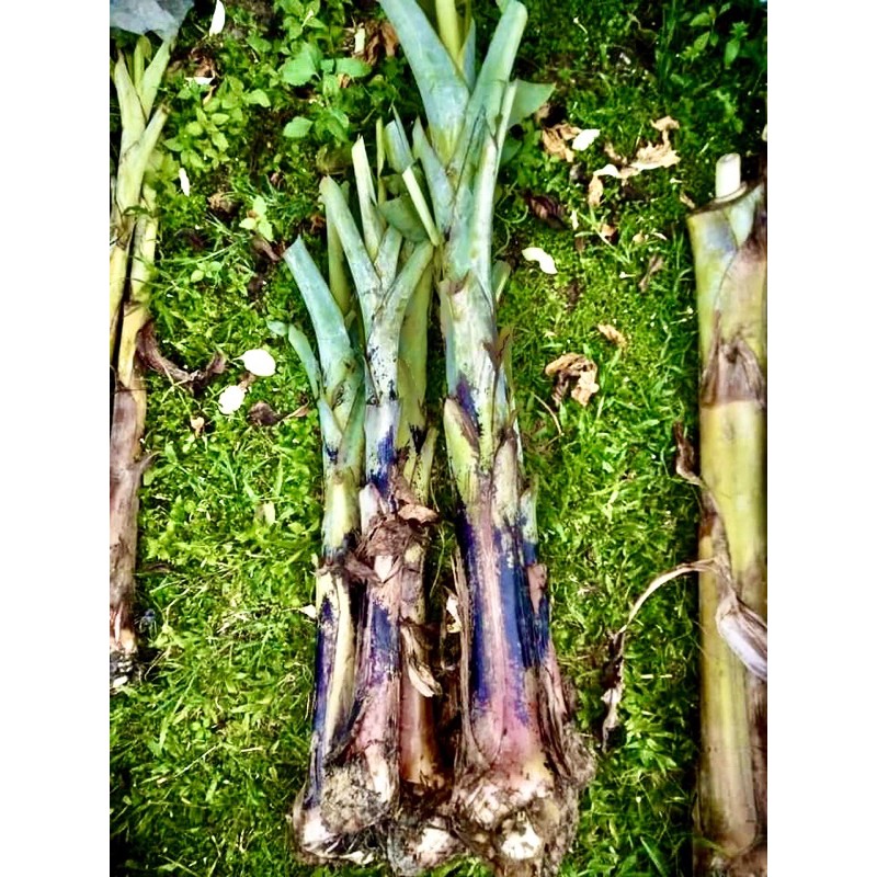 Buy Anak Benih Pisang Berangan Viral Menjual Anak Benih Pisang Berangan Dari Induk Ibu Di Kawasan Kuala Kangsar Perak Seetracker Malaysia