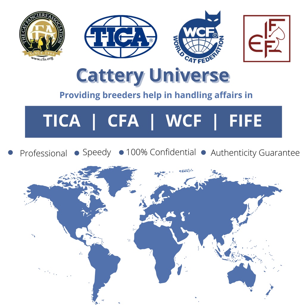 WCF CFA TICA FIFE Apply Cat Cert Certificate Pedigree Application