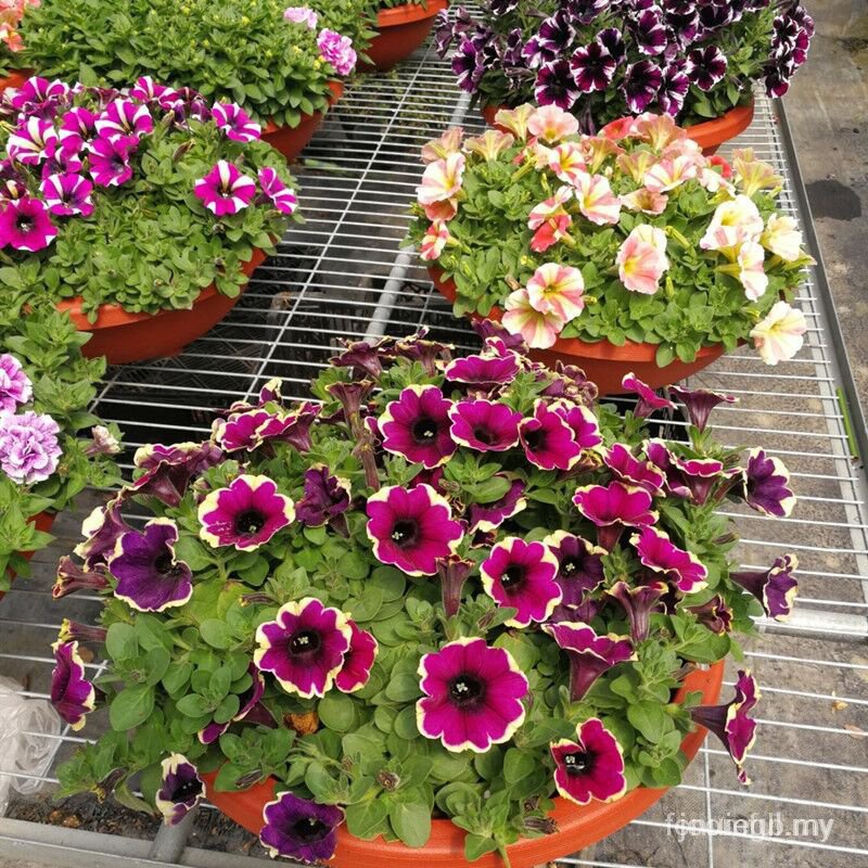 Versatile Premium Petunia Balcony Garden Flowers Pots 10pcs Seeds (Indoor/Outdoor) Code 3iP4



 Multi