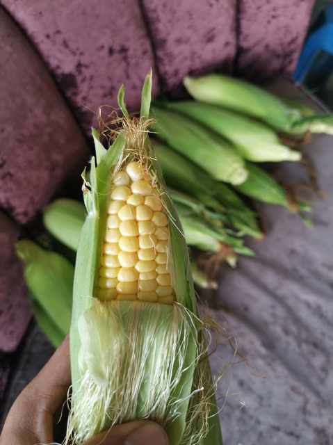 Baja Pokok Jagung 13 Dalam 1 1 000 Grm Shopee Malaysia