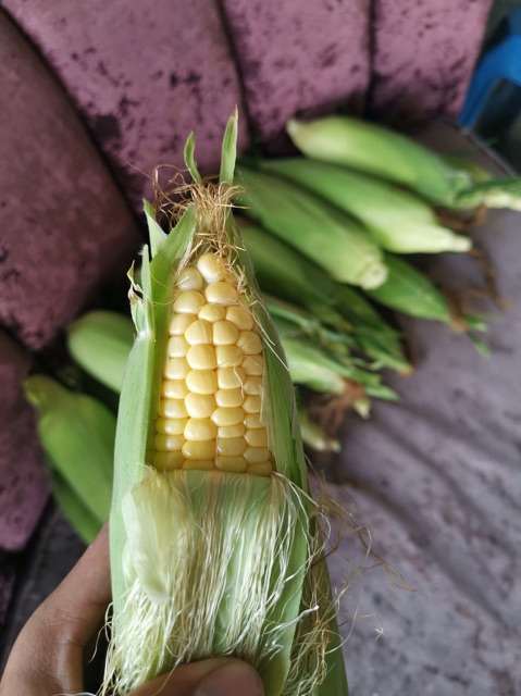 Baja Pokok Jagung 13 Dalam 1 1 000 Grm Shopee Malaysia