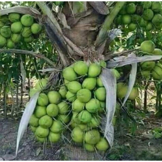 🌴Benih Kelapa Pandan Wangi Berbuah Rendah Original 🔥  Shopee 