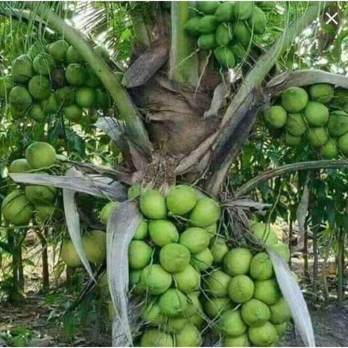 Anak Pokok Kelapa Seratus (100 Biji) | Shopee Malaysia