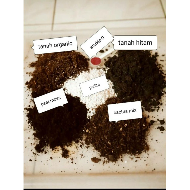 Cactus Sucullent Soil Tanah Campuran Khas Utk Cactus Succulent 300gram Shopee Malaysia