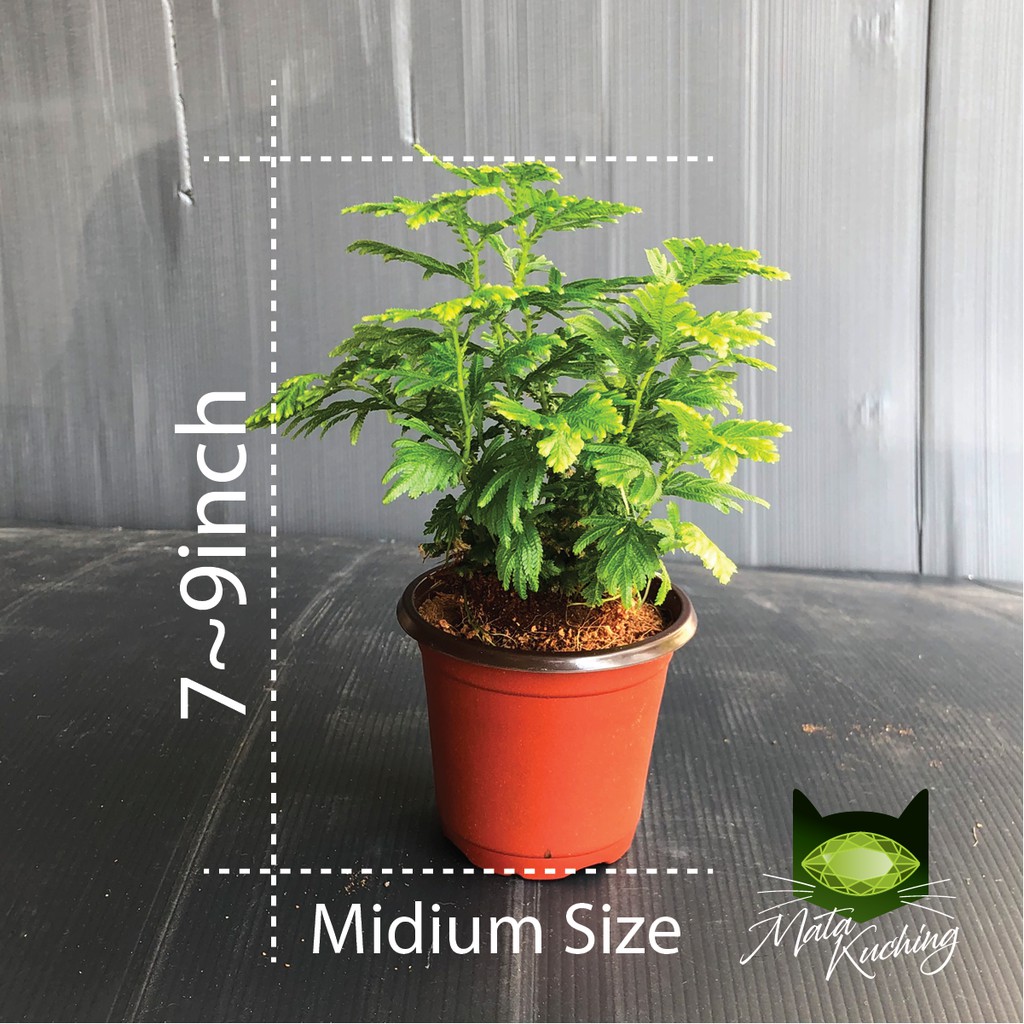 Pokok Genggam Fatimah Pokok Mati Hidup Semula Selaginella Plant Pikemosses Plant Lesser Clubmosses Plant Shopee Malaysia