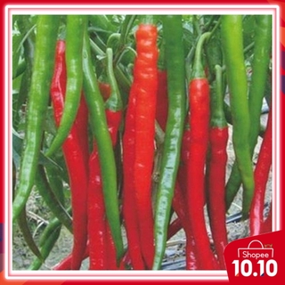 10pcs Seeds Cili Merah Panjang Shopee Malaysia