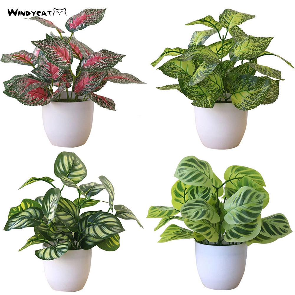 mini potted plants malaysia