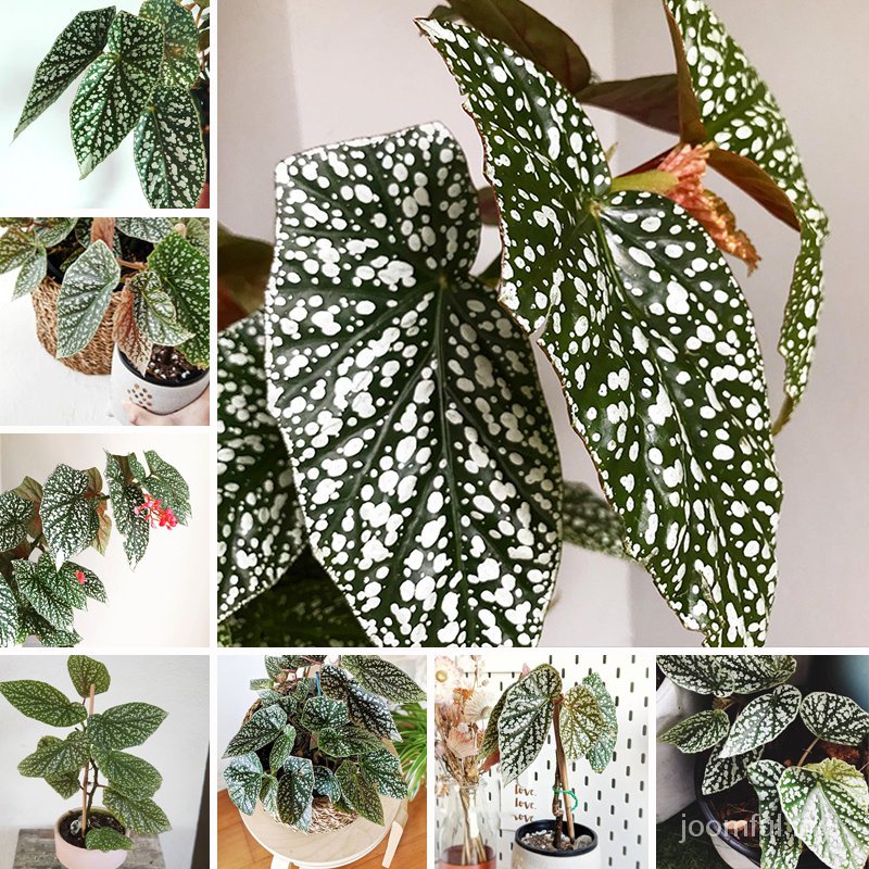 Durable Quality Uncover Botanical Elegance: Begonia Keladi Snow Capped Bonsai Perfect Your Garden! Purpose - Image 3