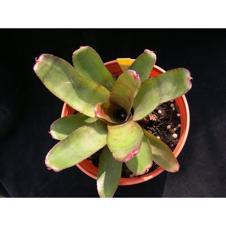 GPS Green Plant Society Bromeliads Plants used for Vivarium Paludarium