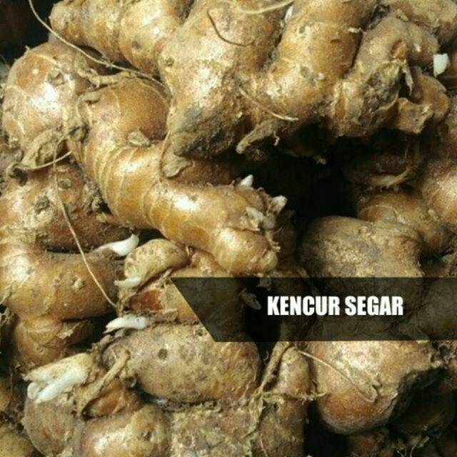 500 G Fresh Kencur Shopee Malaysia