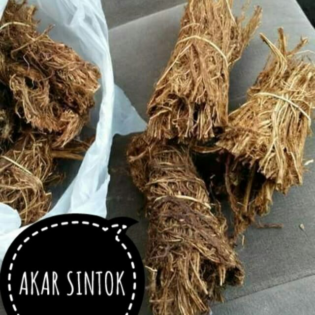 Akar Sintok 8 Ikat Shopee Malaysia