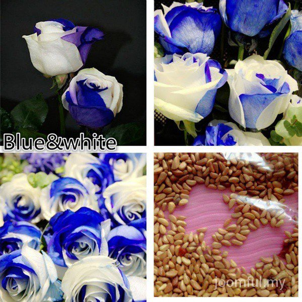 50 Pcs Rare Blue Pink Roses Plant Seeds Balcony Potted Rose Flowers Seed Exotic 