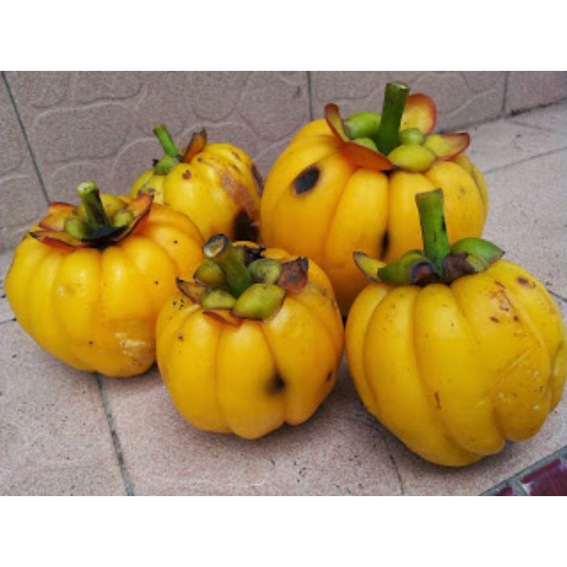 Buy Buah Asam Gelugur 1kilogram Seetracker Malaysia